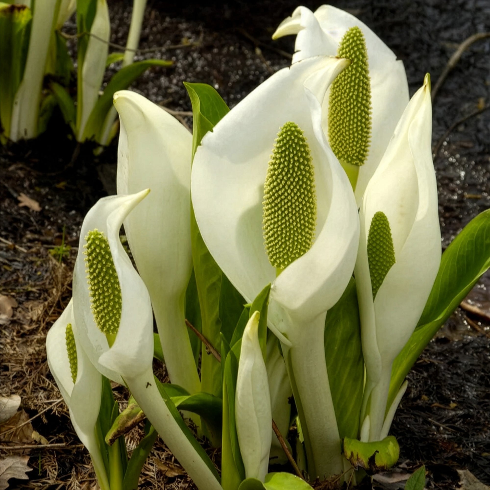 Bakker Plantes de bassin Arum bananier blanc pot 9cm