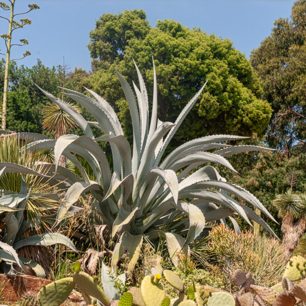 Bakker Agave d'Amérique plante vivace pot Ø 11cm