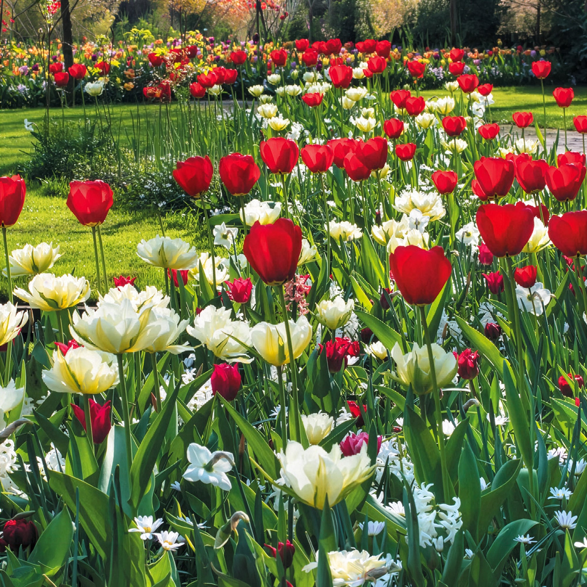 Bakker Bulbes de printemps massif rouge blanc sachet 30