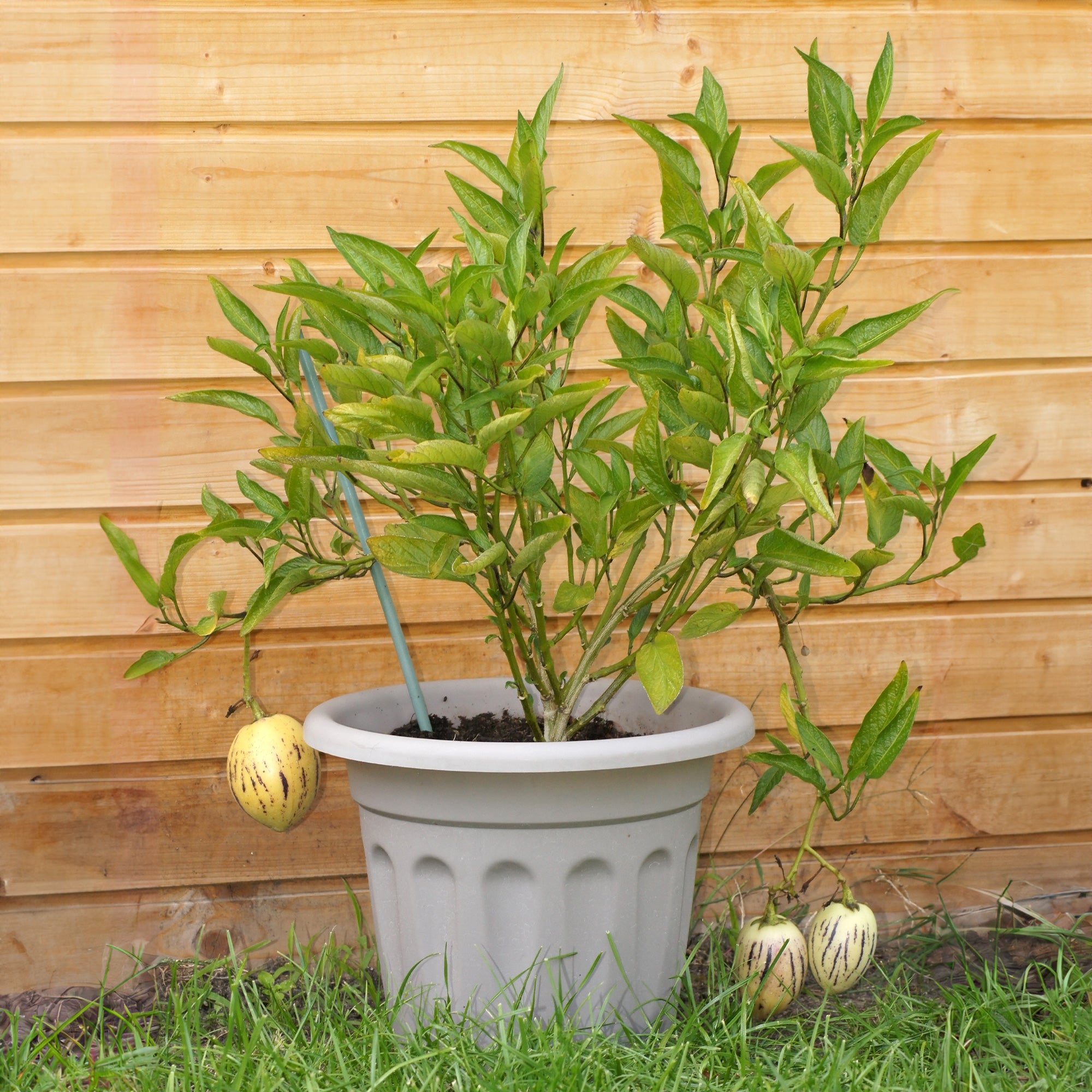 Bakker Poire-melon fruitier pot Ø10,5cm sucré