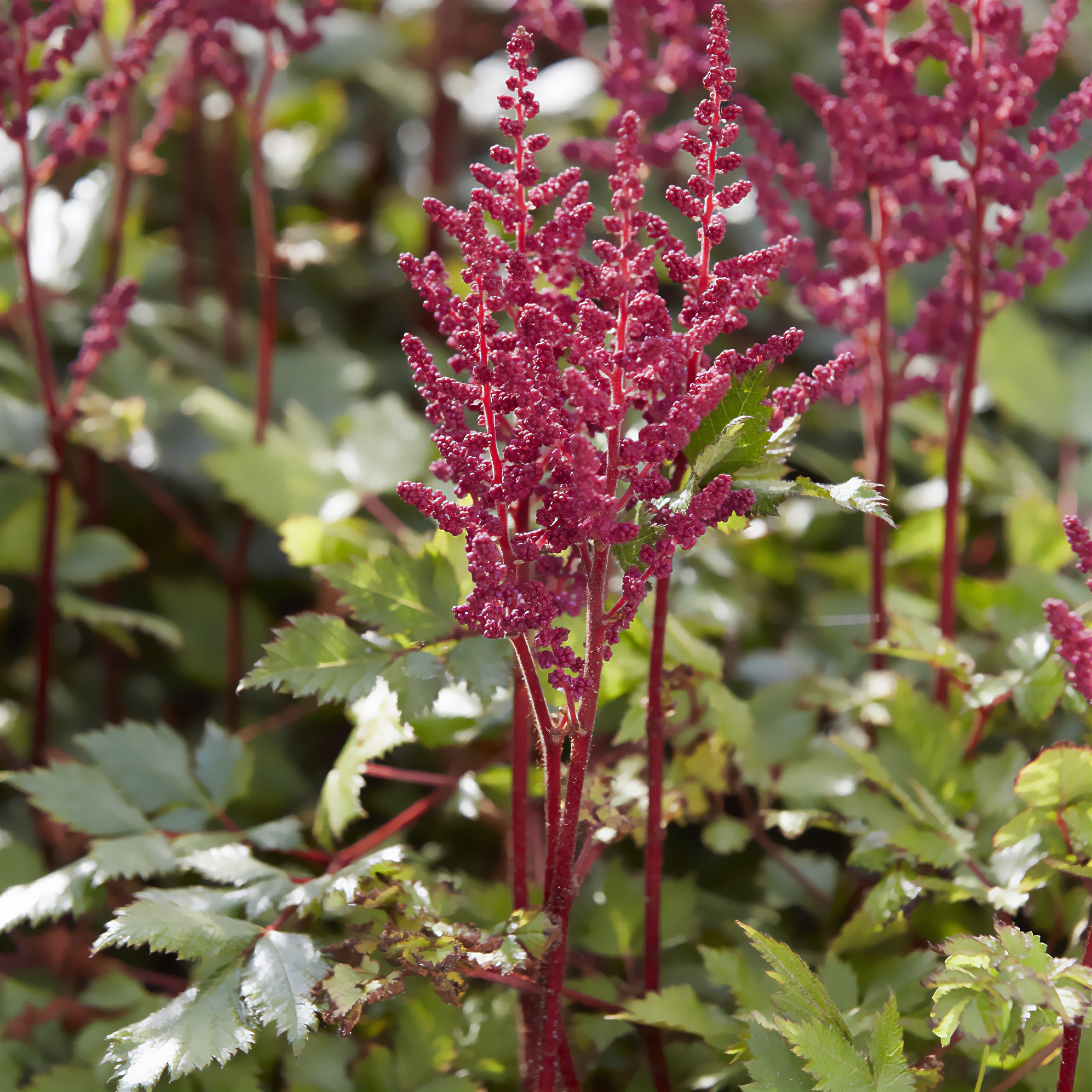 Bakker Astilbe Vision in Red vivace pot Ø9cm rouge