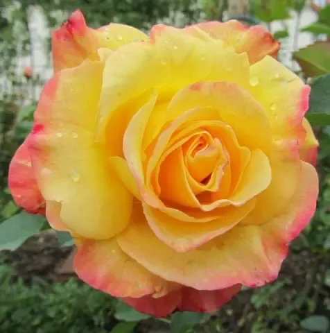 Michel Adam Farinet rosier buisson godet jaune ourlé rose