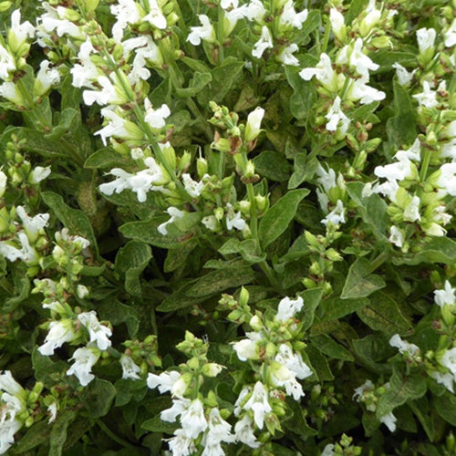 Bakker Sauge officinale fleurs blanches plante vivace pot 9cm