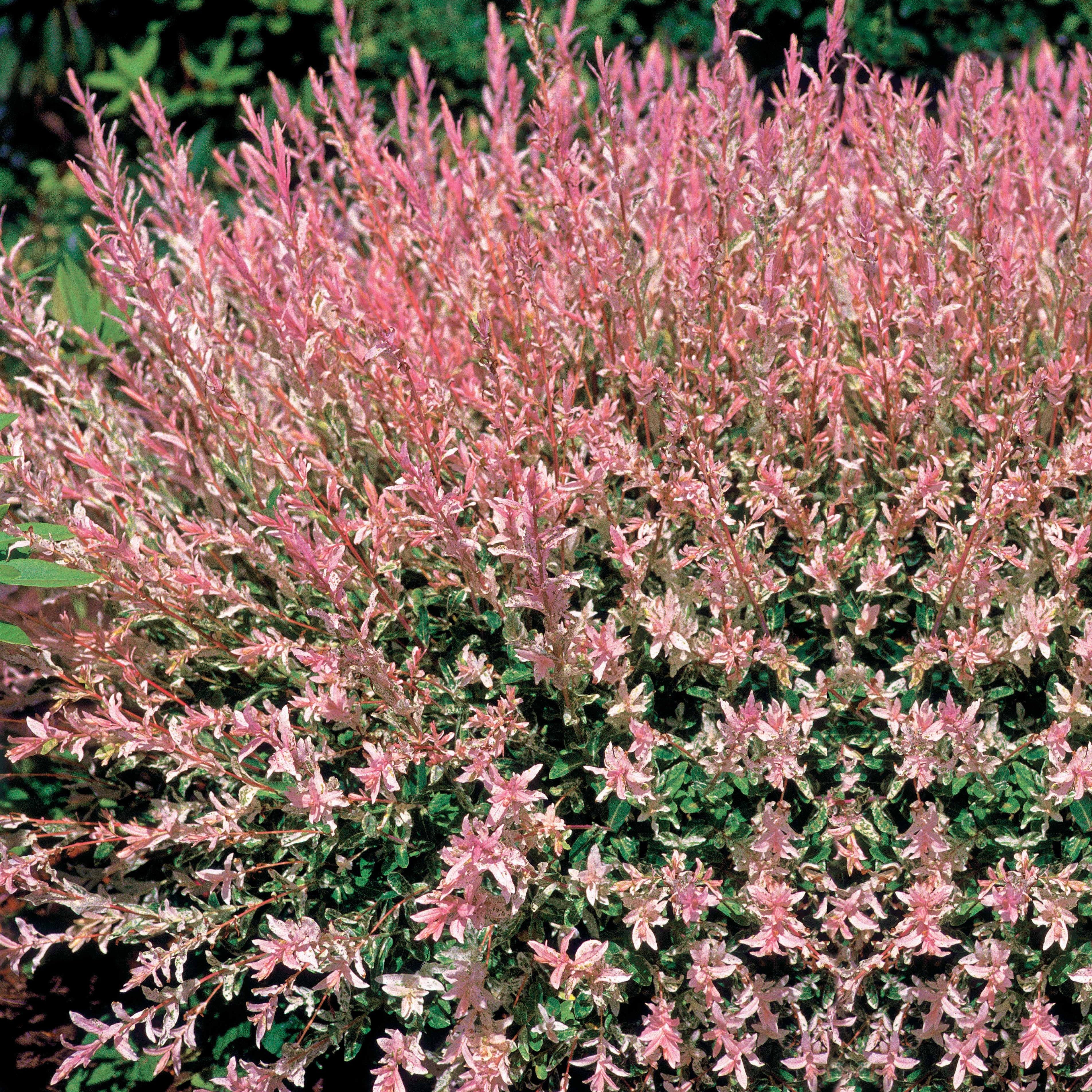 Bakker Hakuro saule crevette pot 11 cm 30-50 cm rose