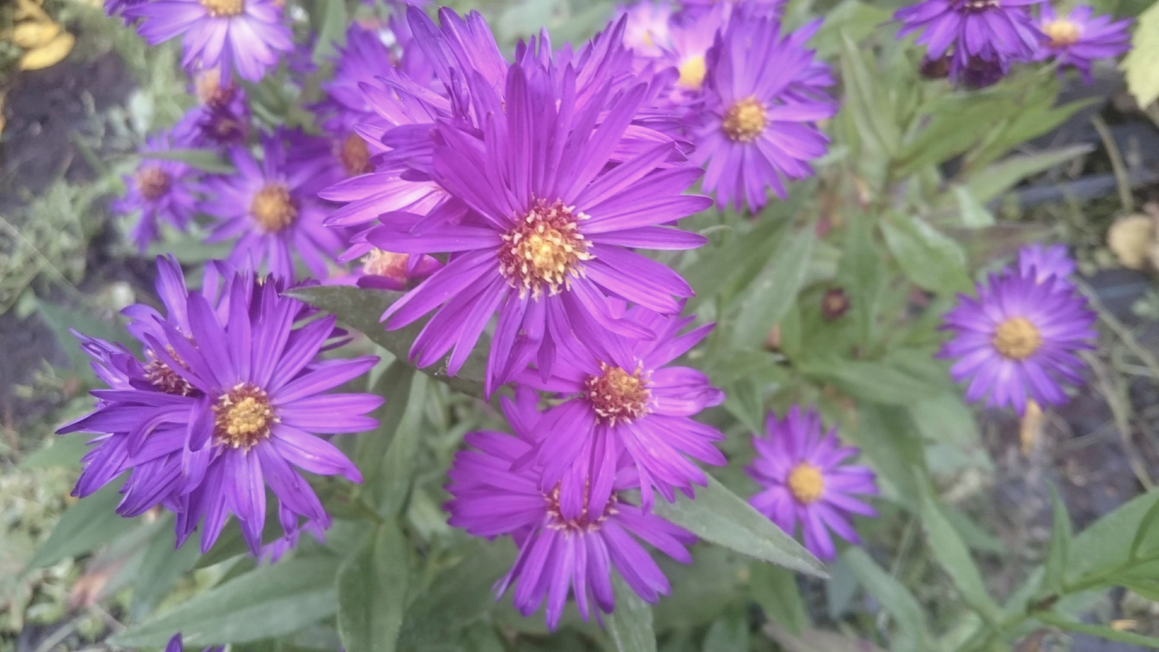 Passion Vivaces ASTER laevis Violetta godet violet profond
