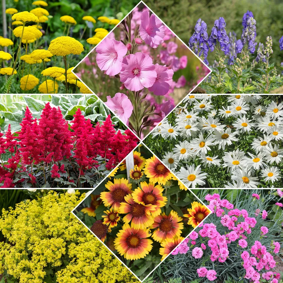 Bakker Massif fleuri 8 plantes vivaces 1,5 m² mi-ombre