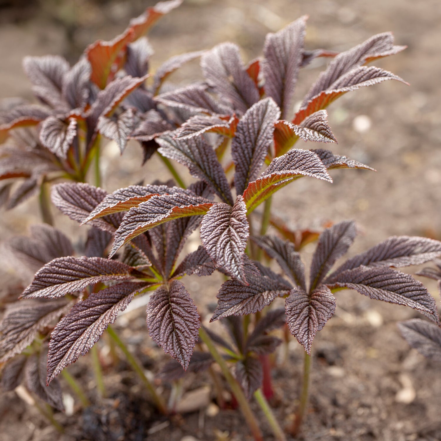 Bakker Rodgersia Bronze Peacock vivace pot 9cm feuillage bronze