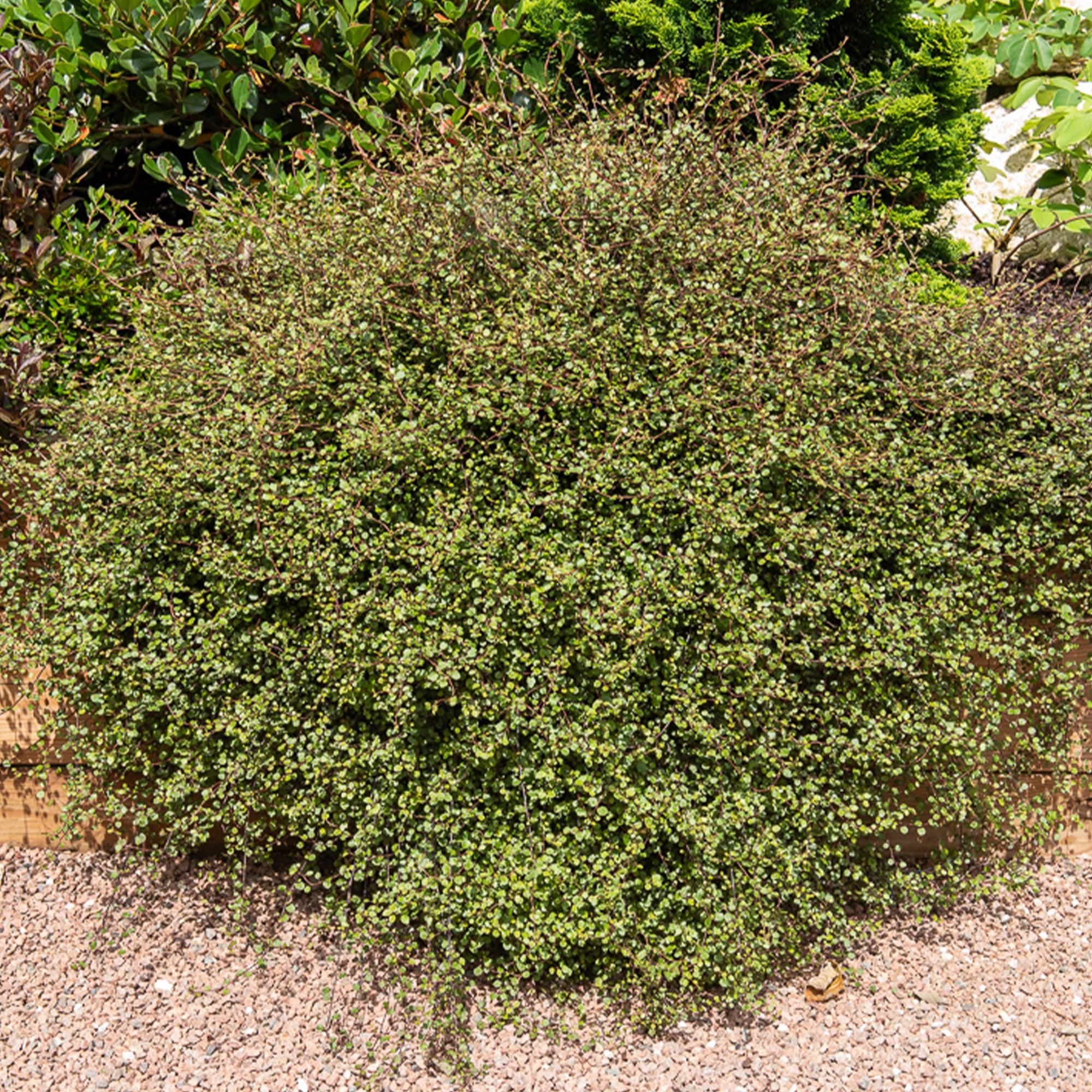 Bakker Muehlenbeckia complexa plante terrasse pot Ø 9 cm