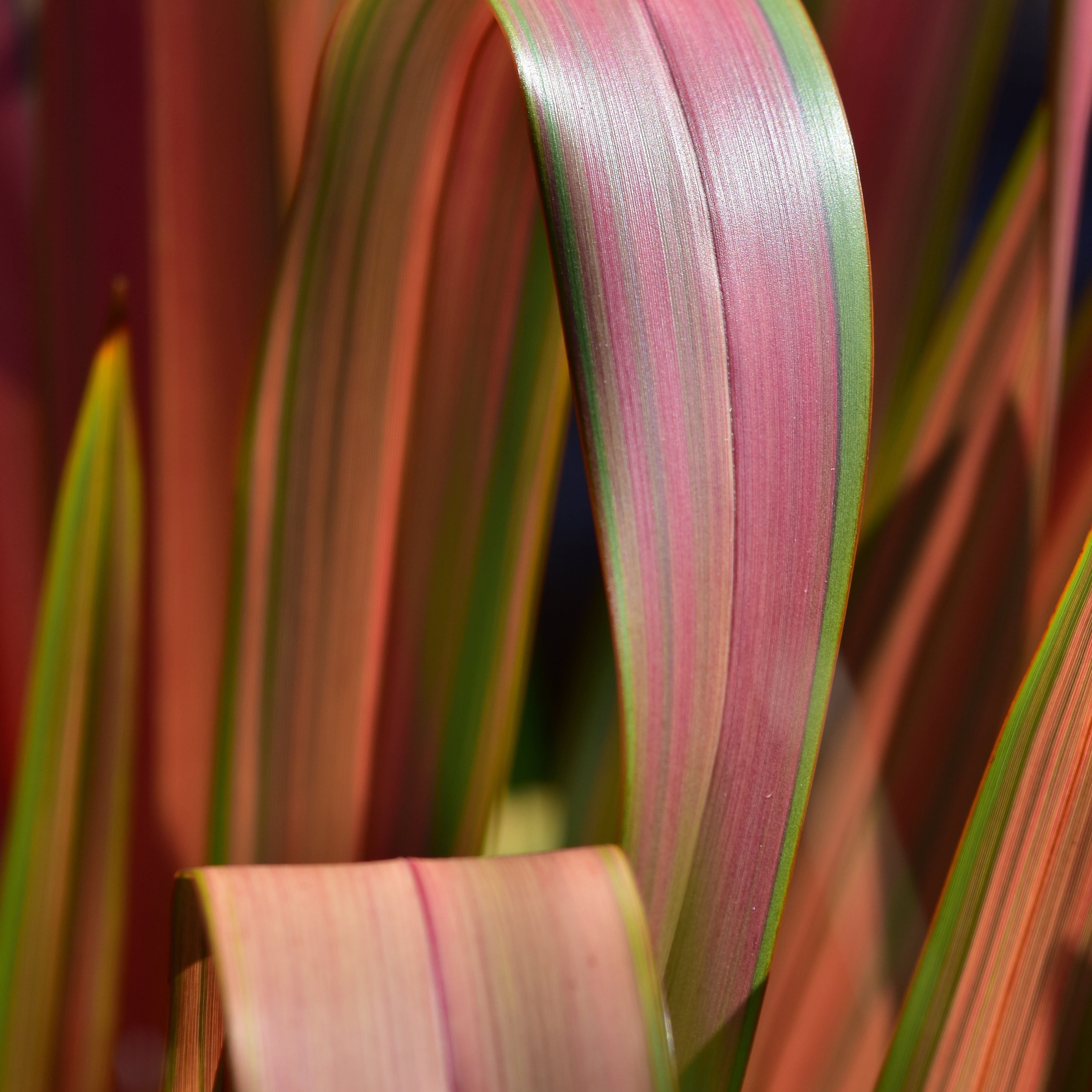 Bakker Lin de Nouvelle-Zélande Rainbow Queen pot 4L
