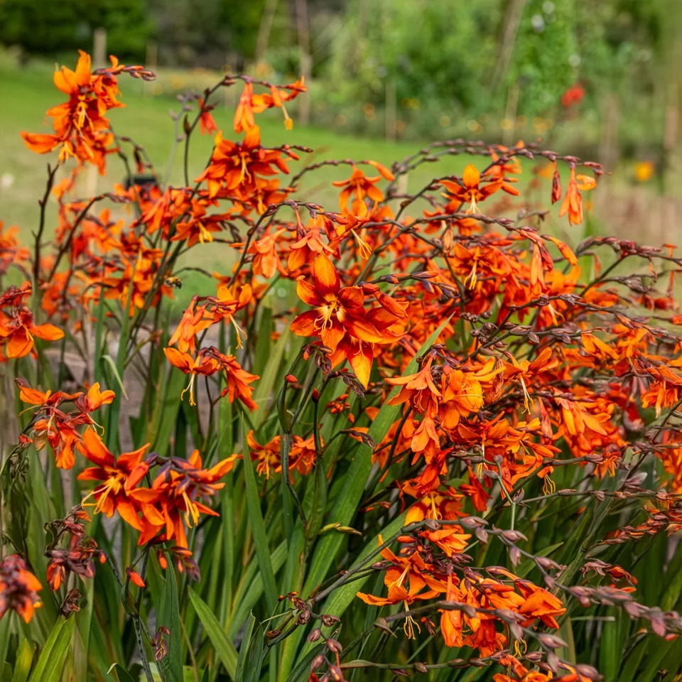 Bakker Bulbes Crocosmia Emily McKenzie sachet 15 orange