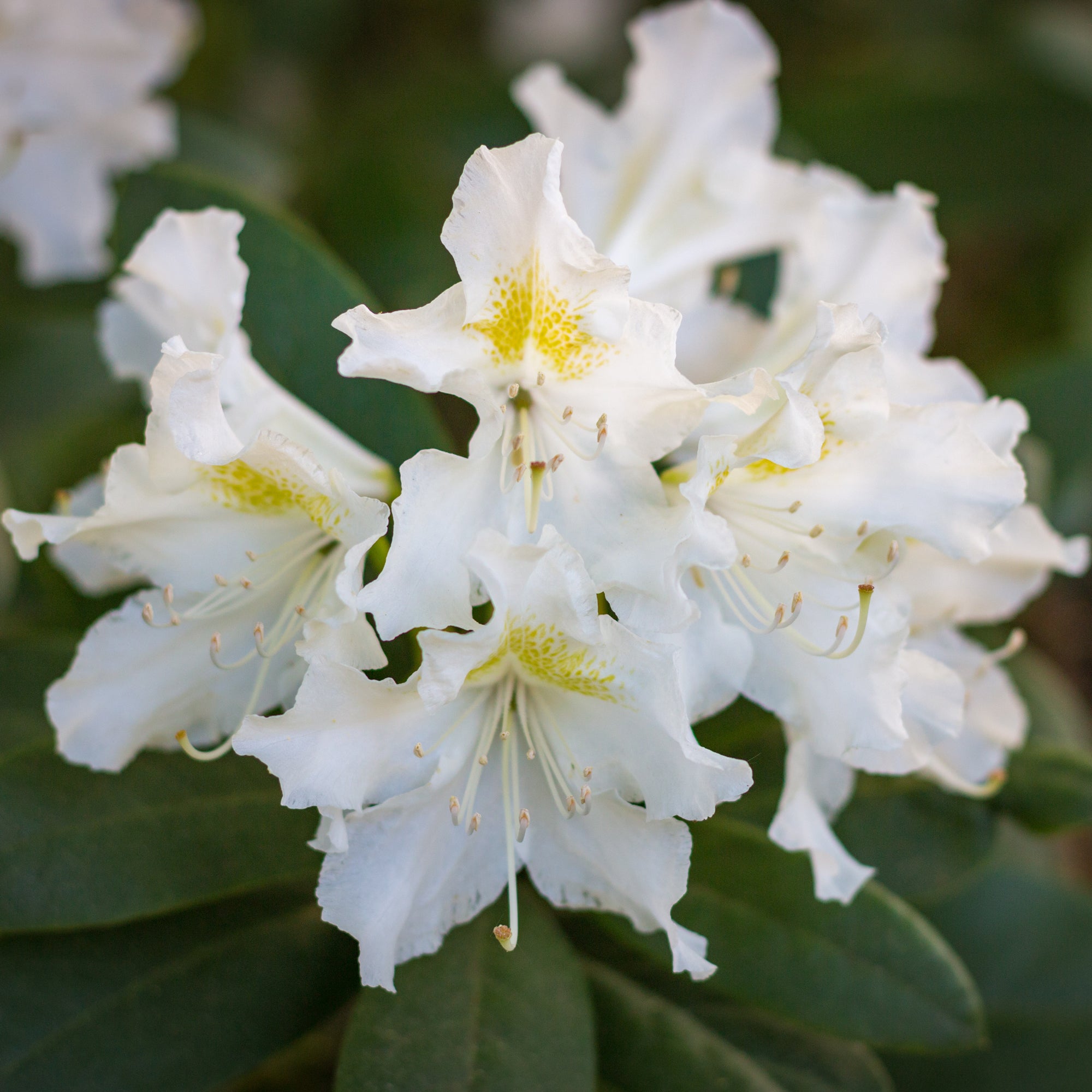 Bakker Rhododendron Cunningham's White blanc pot 3L
