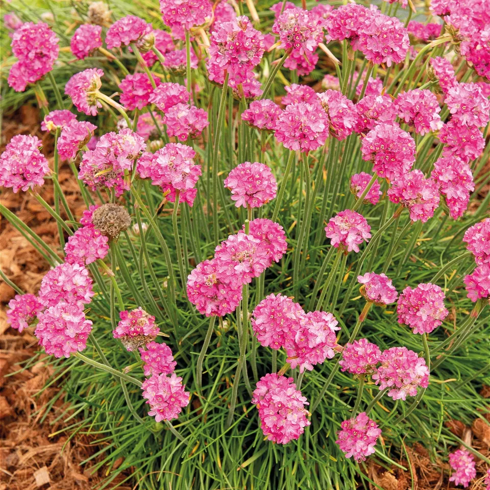Bakker Gazons d’Espagne plante vivace 2 pots Ø9cm rose