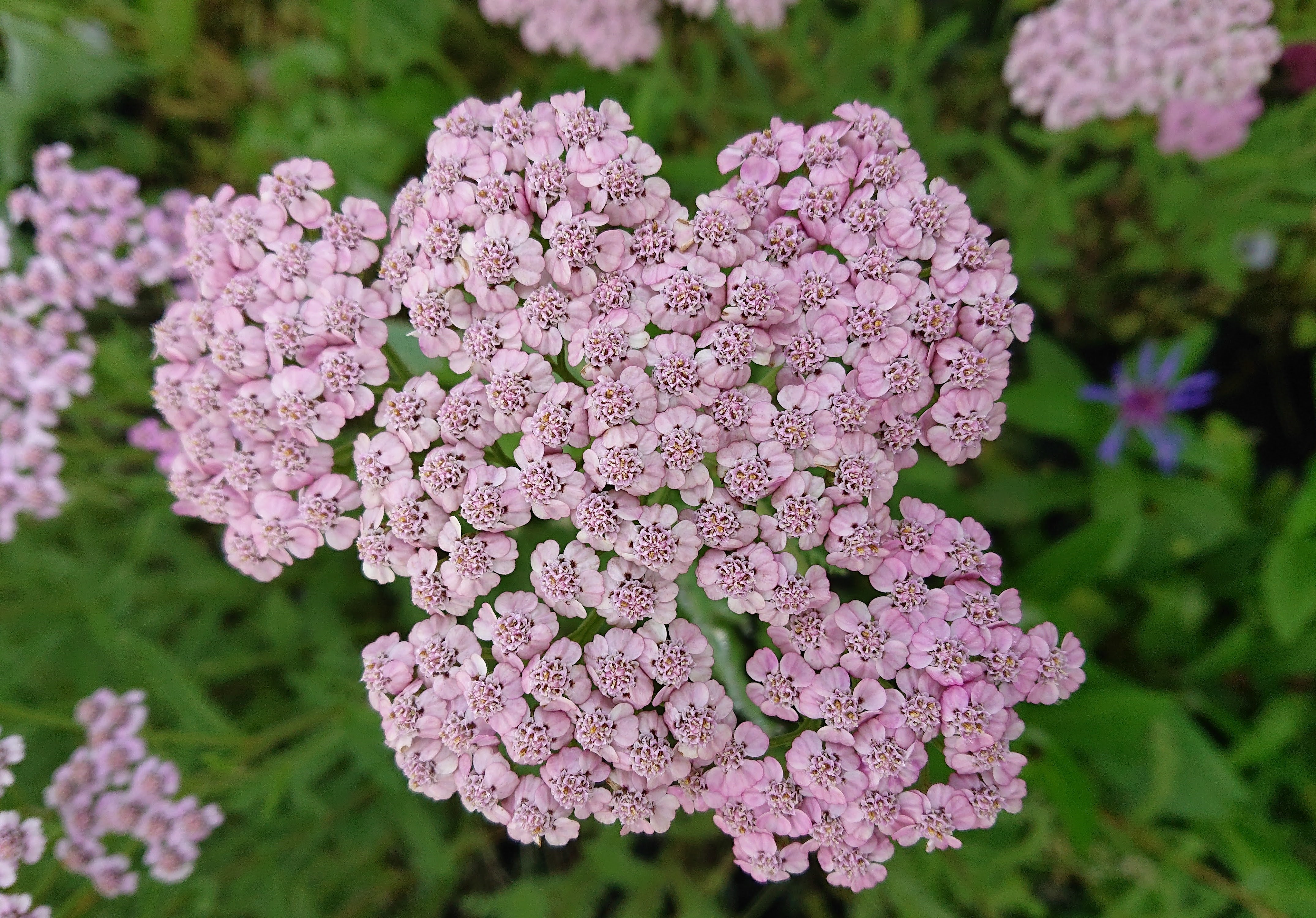 Passion Vivaces Achillea millefolium Jacqueline plante vivace jardin