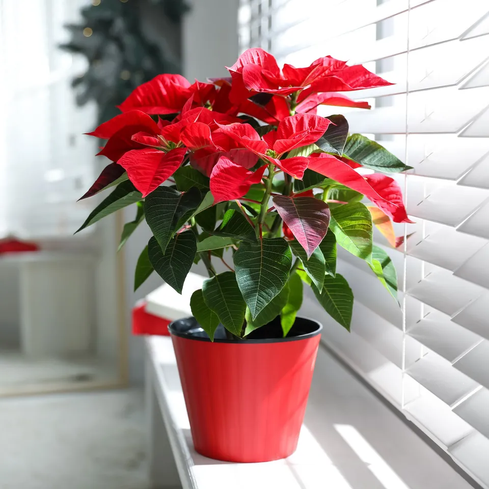 Bakker Poinsettia Rouge plante d'intérieur pot Ø 10,5 cm