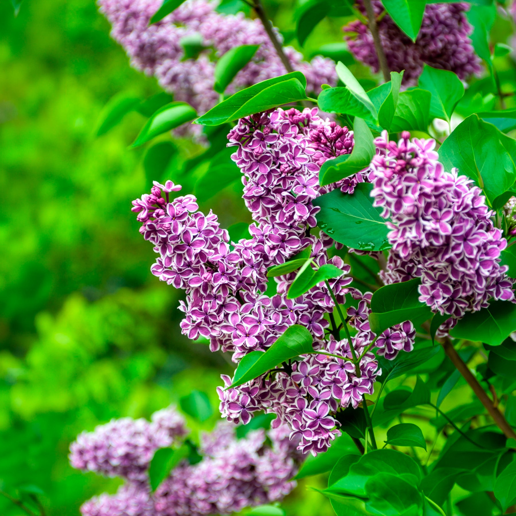 Bakker Lilas Sensation Syringa arbuste pot 2L 25-30cm