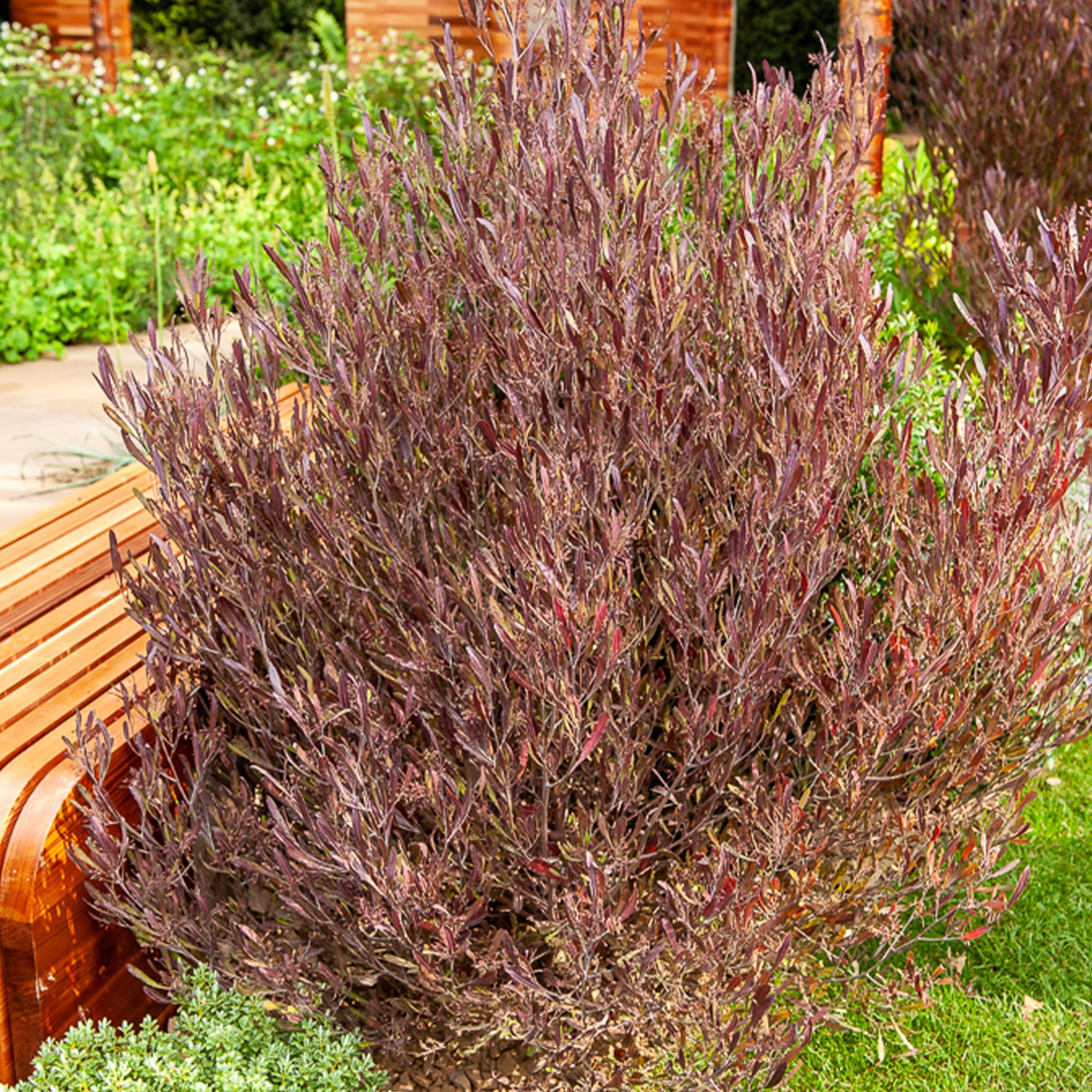 Bakker Dodonaea viscosa Purpurea arbuste pot Ø 17cm pourpre