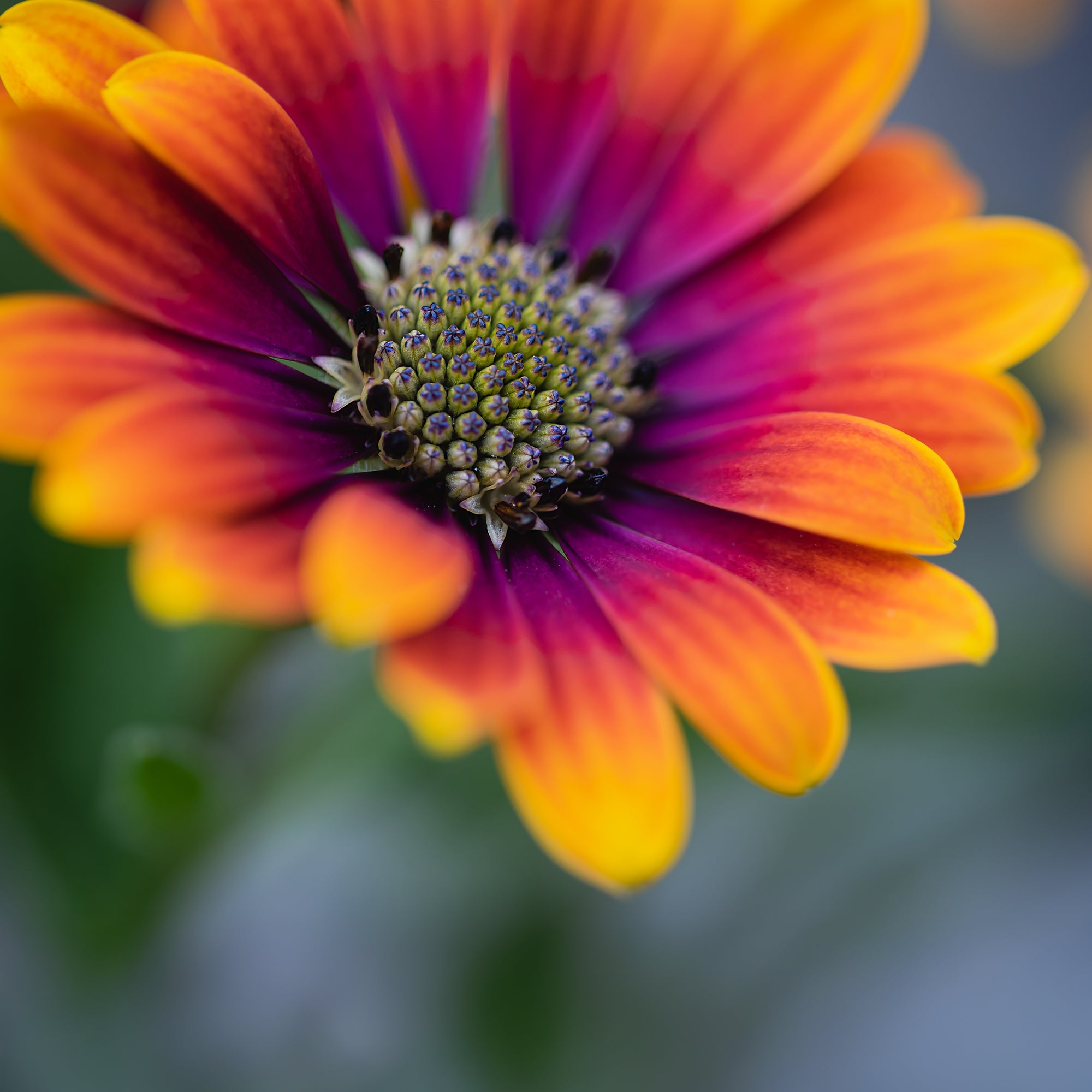 Bakker Purple Sun marguerite du Cap 3 pots orange 10,5cm