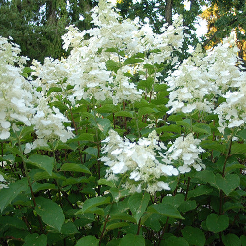 Bakker White Lady hortensia paniculé blanc pot 3L