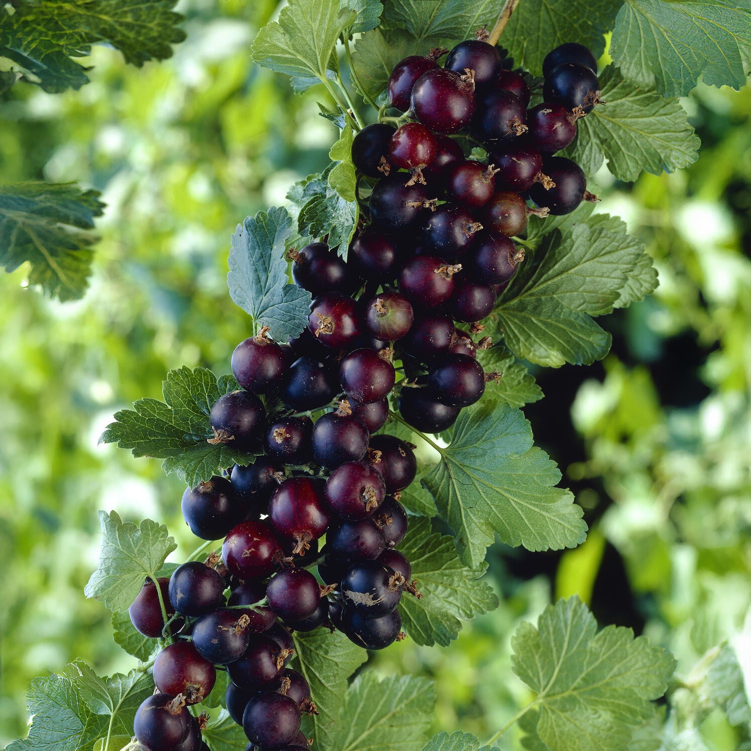 Bakker Fruitiers Casseiller Josta baie noire pot 1,5L