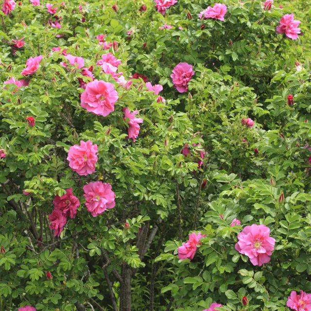 Bakker Rosiers Rosier rugueux Wild Eric rosier pot 4L rose