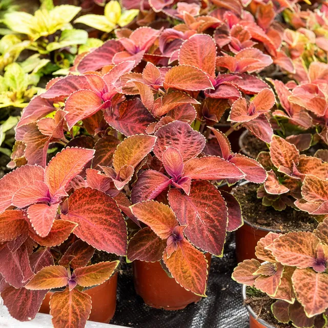Bakker Wizard coléus plante terrasse pot 10,5cm mixte