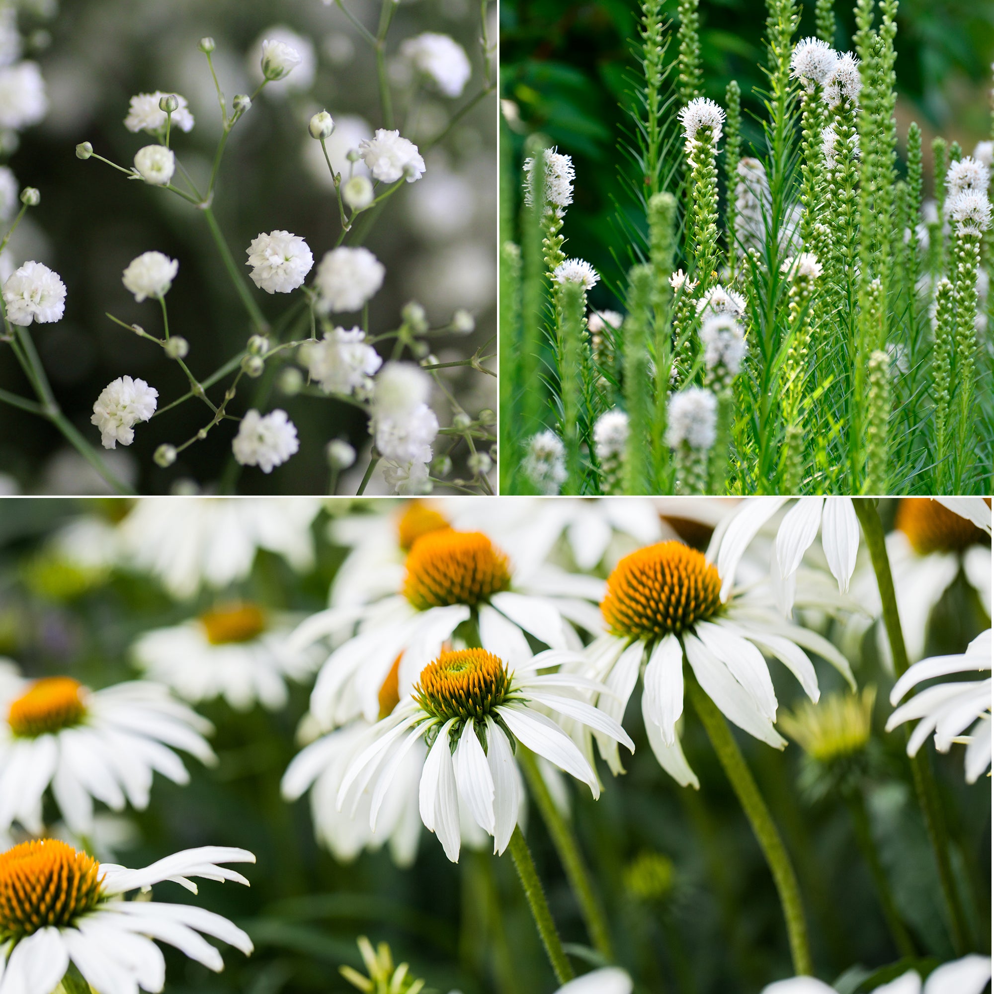 Bakker Plantes vivaces Vivaces fleurs blanches plante lot 3 pots