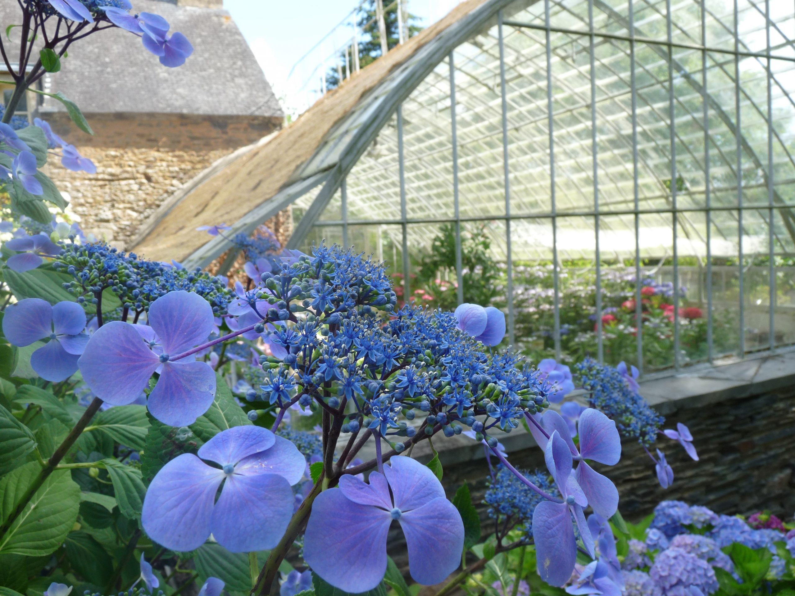 Les Hortensias du Haut Bois Côté Ouest hortensia fleurs plates godet