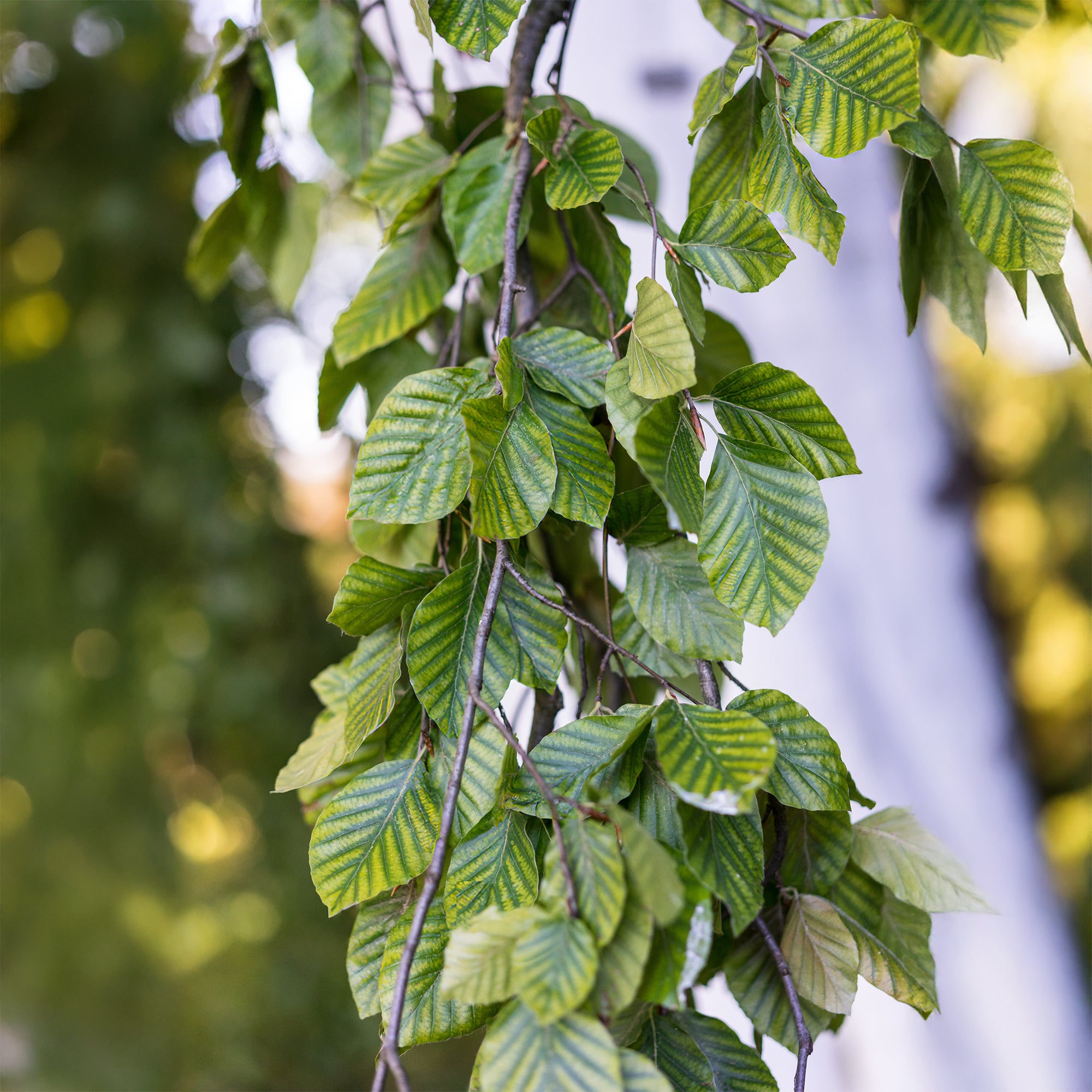 Bakker Hêtre pleureur arbre pot 2L 40-60cm