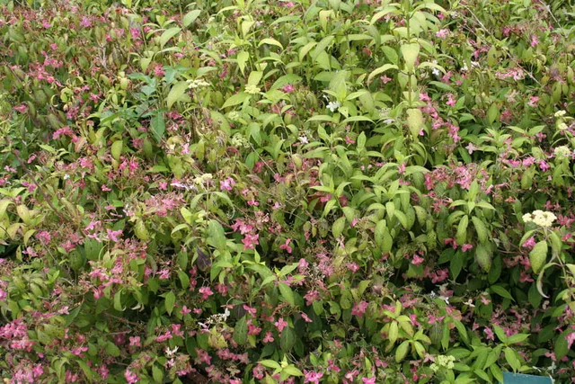 Les Hortensias du Haut Bois Janis Joplin hortensia serrata en godet