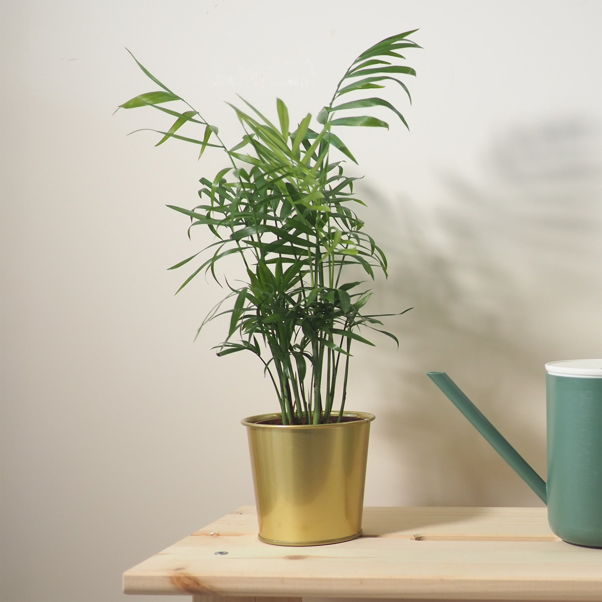 Bakker Chamaedorea palmier des montagnes pot 12cm 30cm ombre