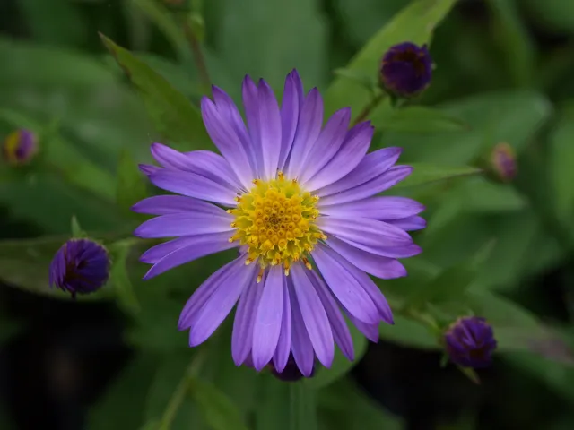 Passion Vivaces Aster dumosus Jean plante vivace godet violet tendre