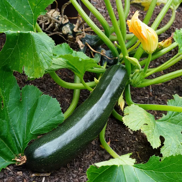 Bakker Tarmino F1 plant courgette verte 3 plants