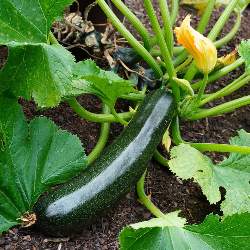 Bakker Tarmino F1 plant courgette verte 3 plants