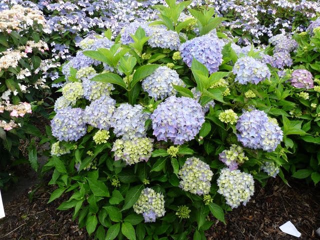Les Hortensias du Haut Bois Lausanne hortensia fleurs rondes
