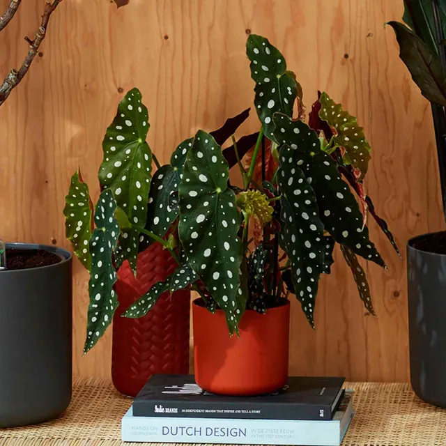 Bakker Bégonia maculata plante d'intérieur pot Ø14cm pois argentés