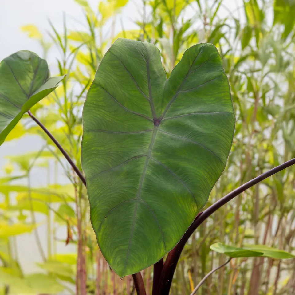 Bakker Metallica colocasia oreille éléphant pot 11cm