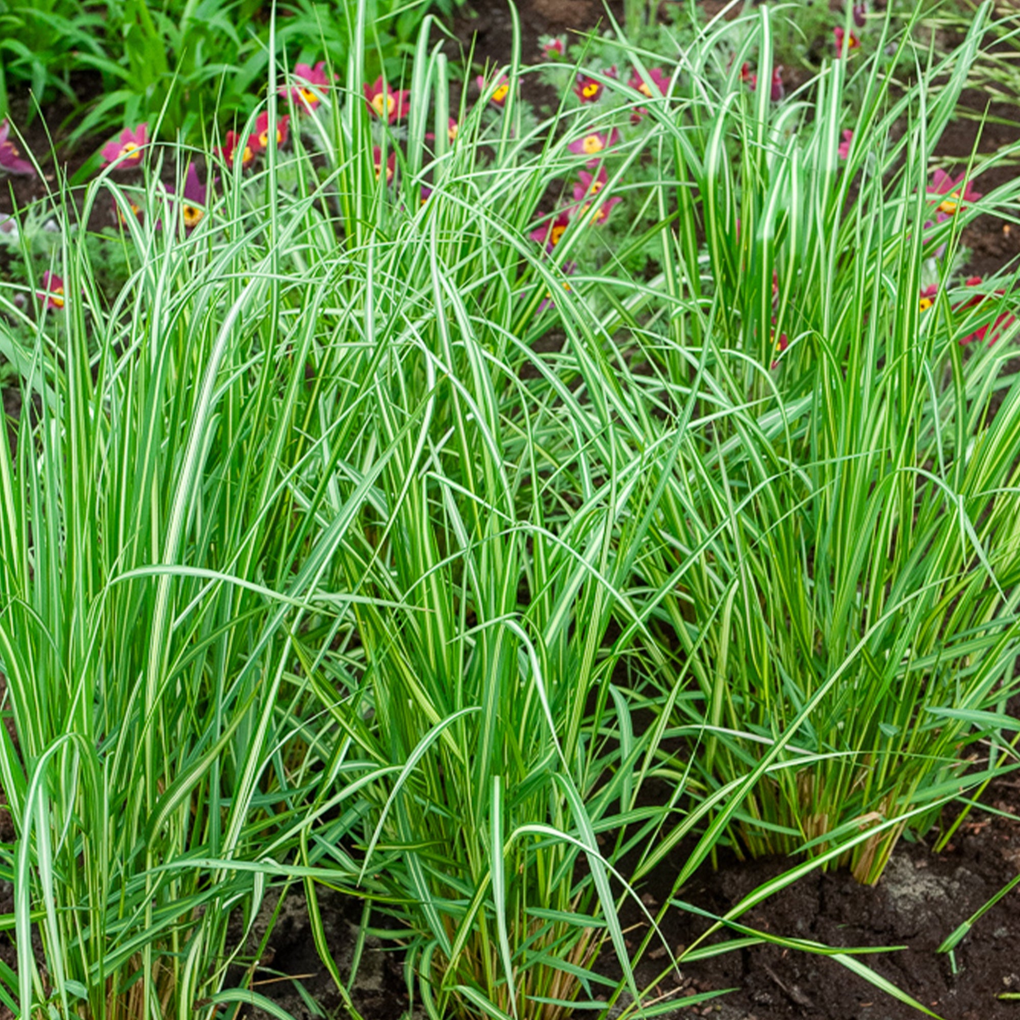 Bakker Calamagrostide Avalanche pot 8cm 100cm