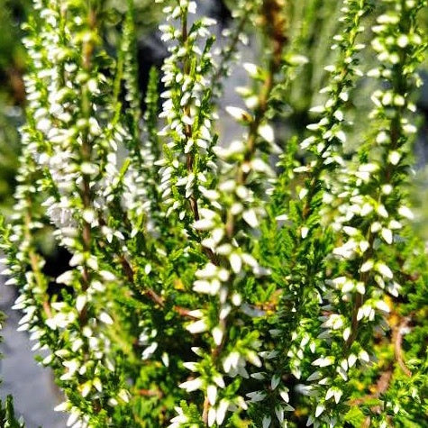 Bakker Terrasses Bruyère d'été Long White plante pot 2L fleurs blanches