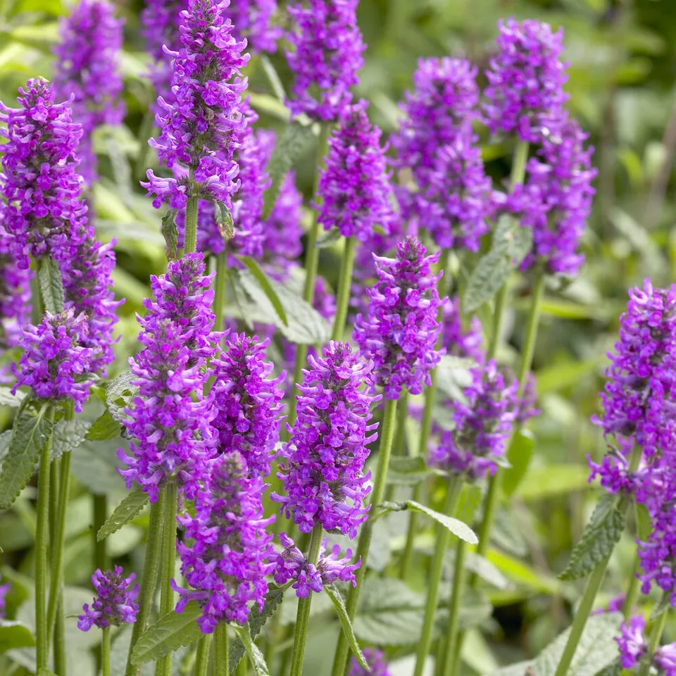 Bakker Epiaire Hummelo Bétoine violette plante vivace pot 9cm