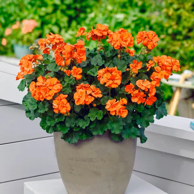 Bakker Géraniums orange Pelargonium fleur balcon 3 pots 10,5cm