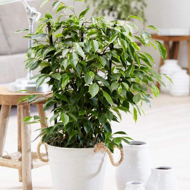Bakker Ficus benjamina Anastasia plante pot 17cm 60-80cm