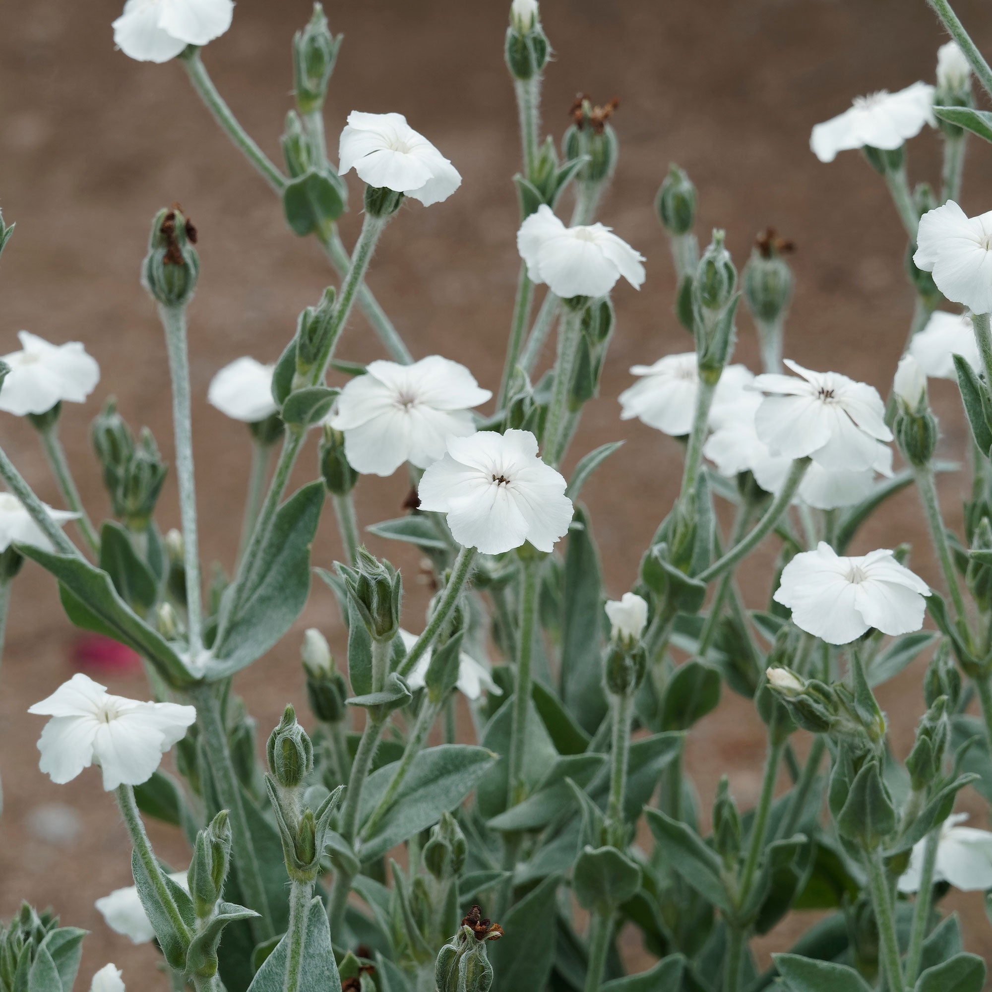 Bakker Coquelourde blanche Lychnis pot 9cm