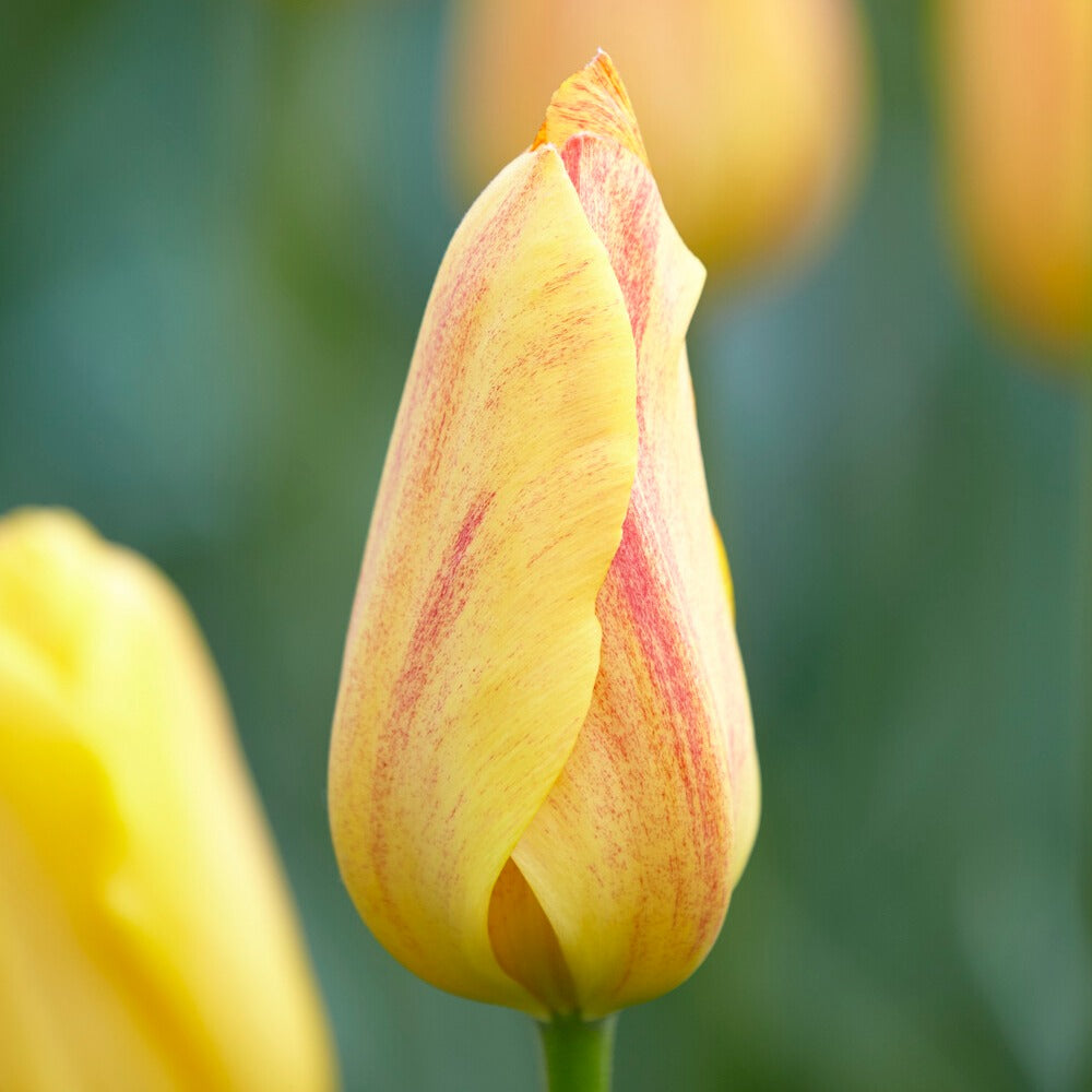 Bakker Tulipes Rhapsody of Smiles bulbes x5 jaune-orange