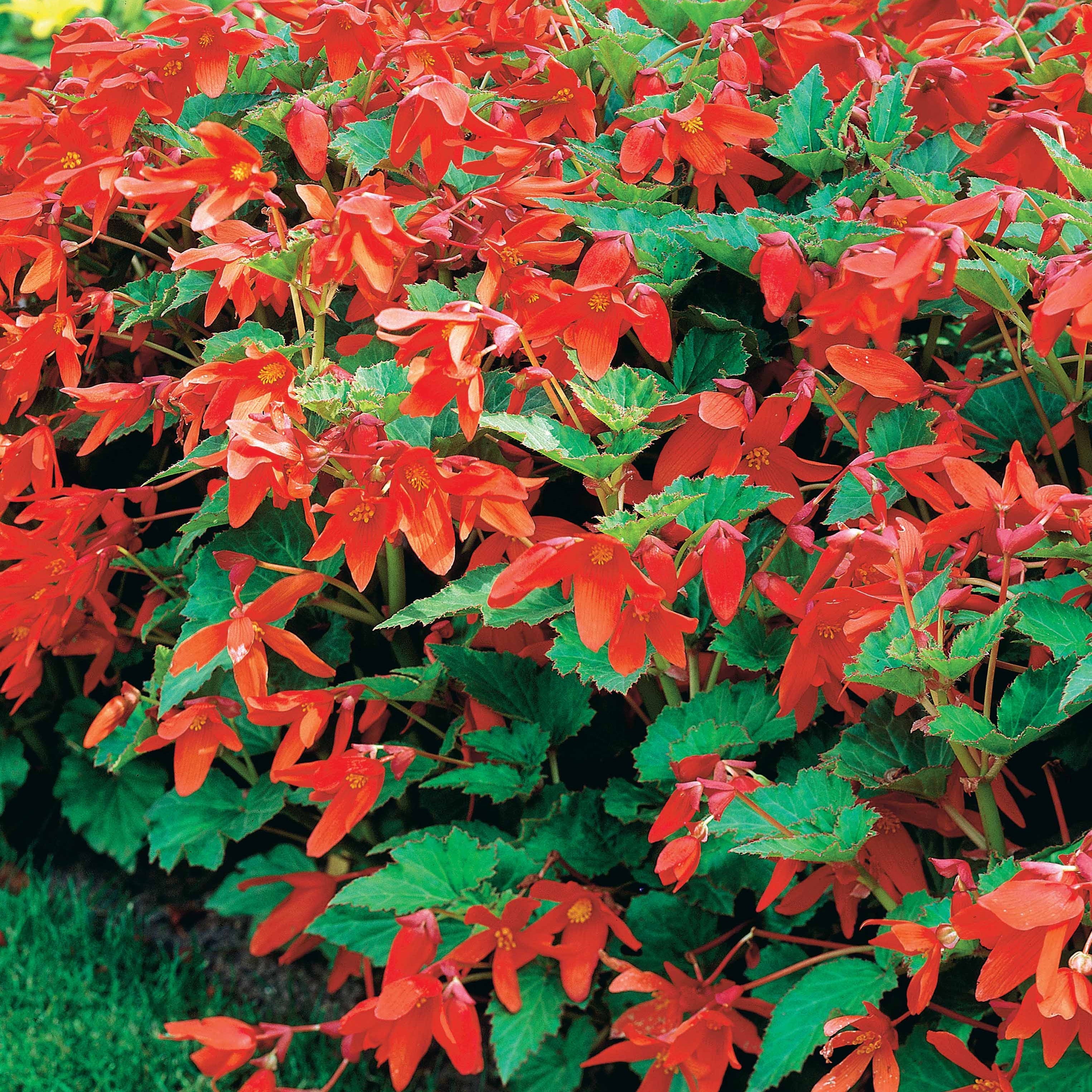 Bakker Tanaïs bégonia sachet 2 bulbes fleurs rouges