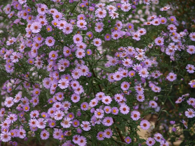 Passion Vivaces Aster ericoides Alice vivace godet rose
