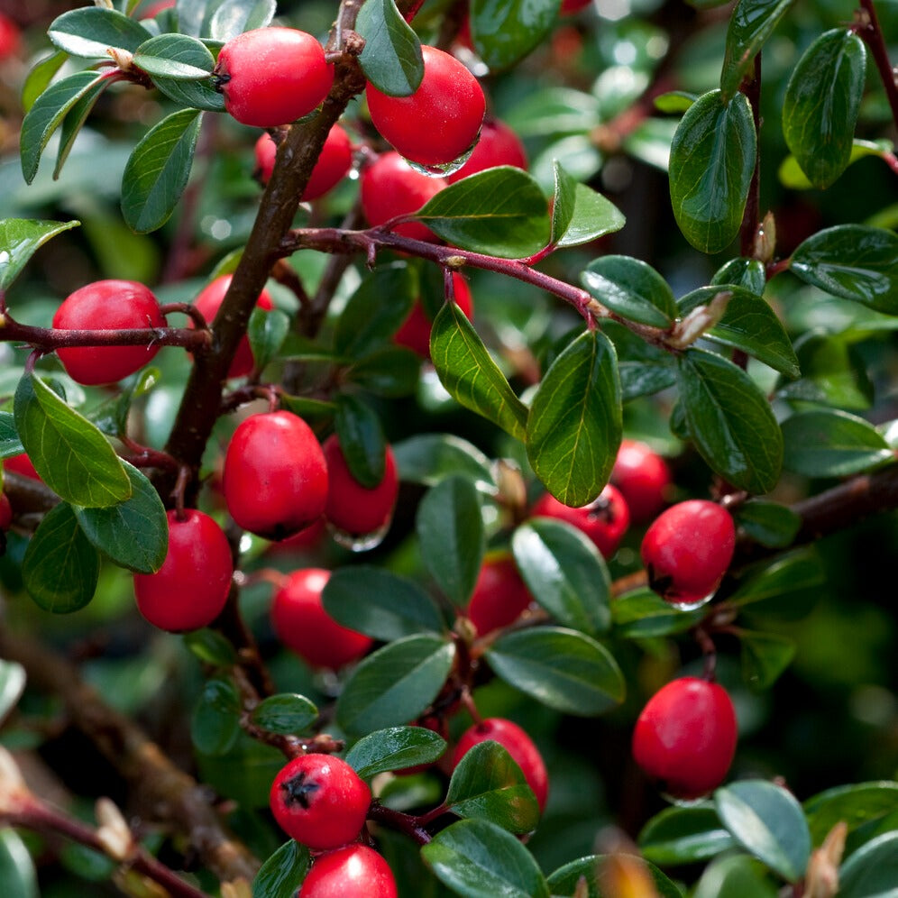 Bakker Cotonéaster Coral Beauty arbuste pot 1,5L baies rouges
