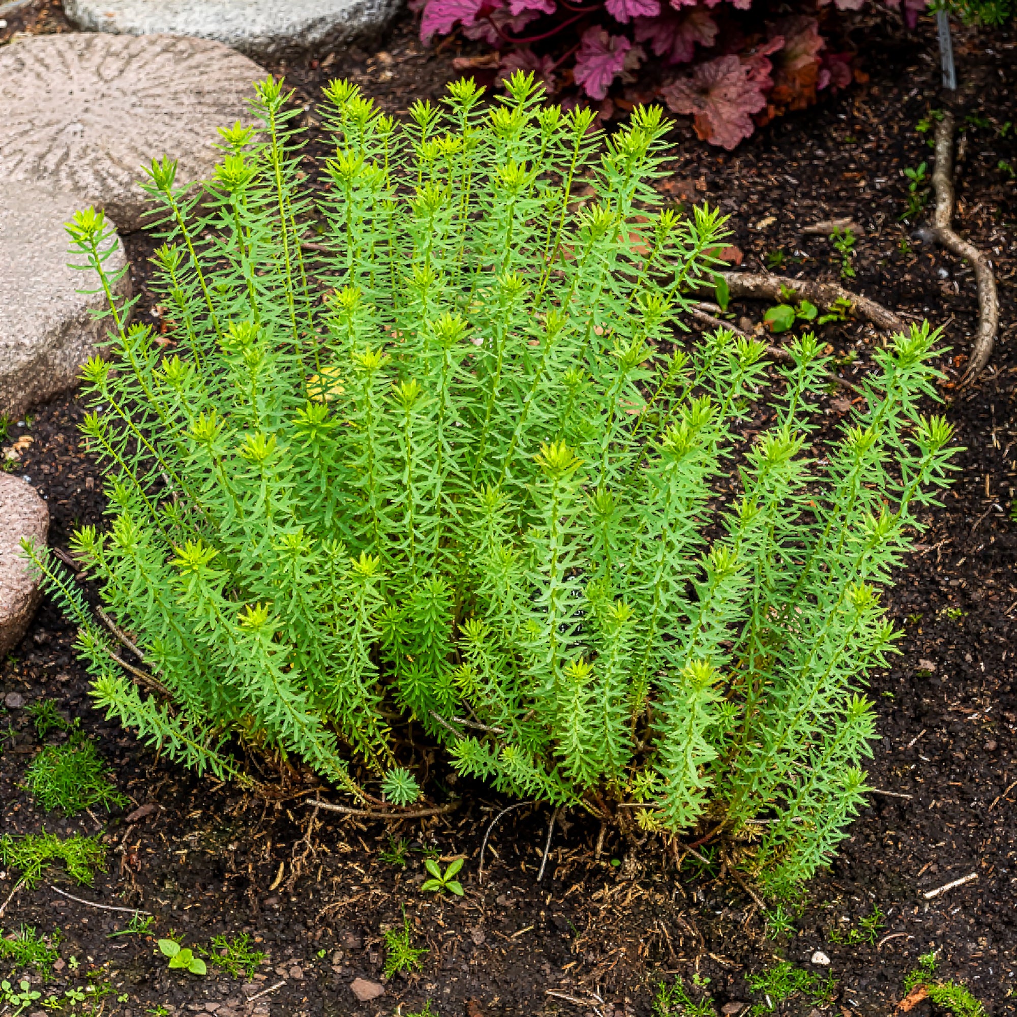 Bakker Euphorbe de Sibérie plante vivace pot Ø 9 cm fleur verte