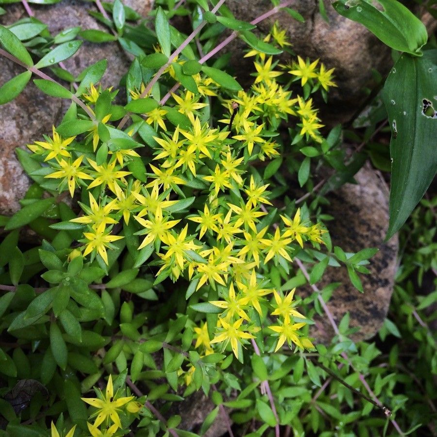Passion Vivaces Sedum sarmentosum orpin pot 1L retombant jaune