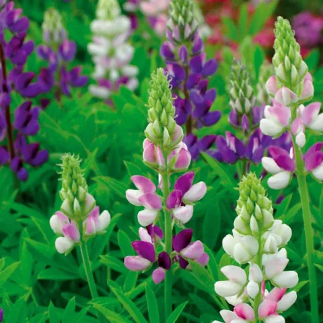 Bakker Lupin Hartweg mélange annuel sachet 1,5g multicolore