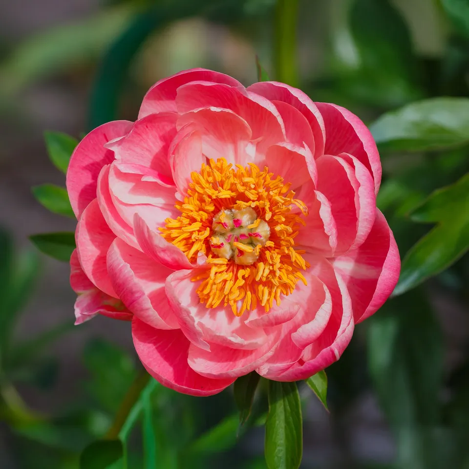 Bakker Coral Sunset pivoine racine nue 2-3 yeux rose